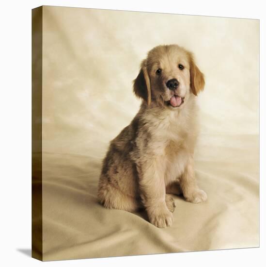 Golden Retriever Puppy-Christopher C Collins-Premier Image Canvas