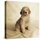 Golden Retriever Puppy-Christopher C Collins-Premier Image Canvas