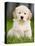 Golden Retriever Puppy-Jim Craigmyle-Premier Image Canvas