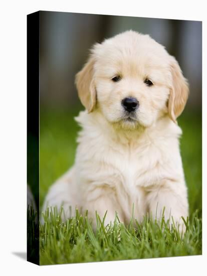 Golden Retriever Puppy-Jim Craigmyle-Premier Image Canvas