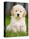 Golden Retriever Puppy-Jim Craigmyle-Premier Image Canvas