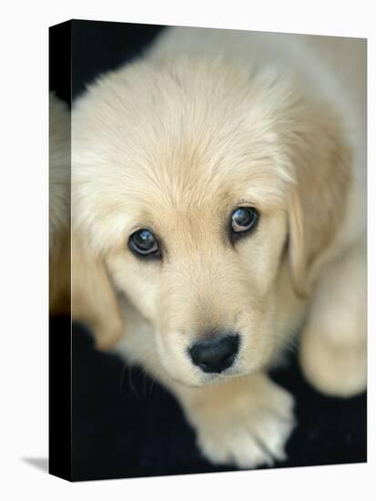 Golden Retriever Puppy-Bill Varie-Premier Image Canvas