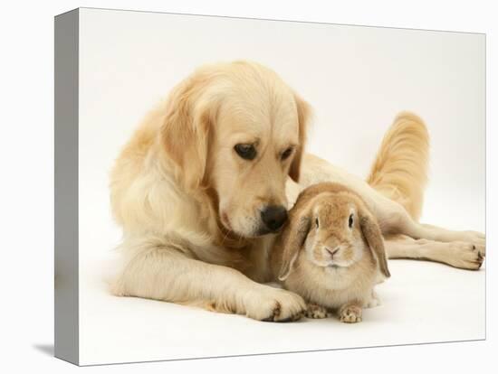 Golden Retriever Smelling Sandy Lop Rabbit-Jane Burton-Premier Image Canvas