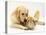 Golden Retriever Smelling Sandy Lop Rabbit-Jane Burton-Premier Image Canvas