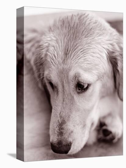 Golden Retriever-Bill Varie-Premier Image Canvas