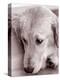 Golden Retriever-Bill Varie-Premier Image Canvas