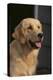 Golden Retriever-DLILLC-Premier Image Canvas