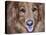 Golden Retriever-Lori Hutchison-Premier Image Canvas