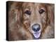 Golden Retriever-Lori Hutchison-Premier Image Canvas