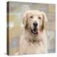 Golden Retriever-Keri Rodgers-Stretched Canvas