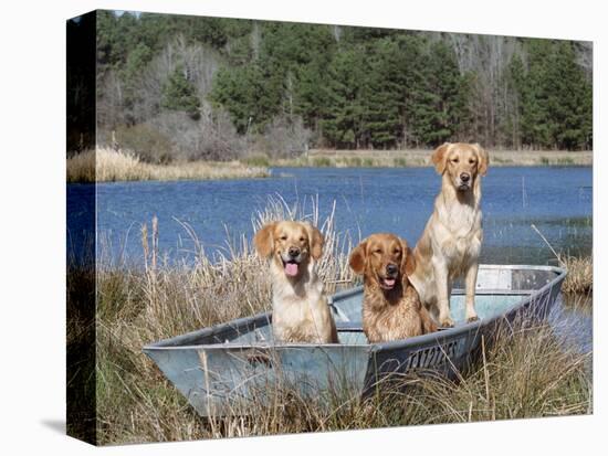 Golden Retrievers in Boat, USA-Lynn M^ Stone-Premier Image Canvas