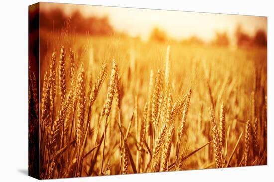 Golden Ripe Wheat Field, Sunny Day-Anna Omelchenko-Premier Image Canvas