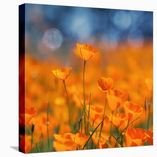Golden Riverside Poppies (Square), Merced River Canyon-Vincent James-Premier Image Canvas