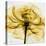 Golden Rose Close-Up-Albert Koetsier-Stretched Canvas