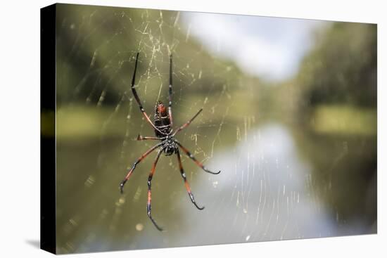 Golden Silk Orb Weaver Spider (Nephila) on its Web, Perinet Reserve-Matthew Williams-Ellis-Premier Image Canvas