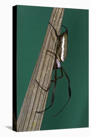 Golden Silk Spider, Yasuni NP, Amazon Rainforest, Ecuador-Pete Oxford-Premier Image Canvas