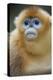 Golden Snub-Nosed Monkey (Rhinopithecus Roxellana Qinlingensis) Portrait-Florian Möllers-Premier Image Canvas