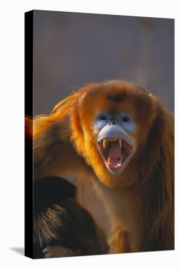 Golden Snub-Nosed Monkey Snarling-DLILLC-Premier Image Canvas