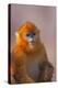 Golden Snub-Nosed Monkey-DLILLC-Premier Image Canvas