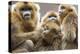 Golden Snub-Nosed Monkeys (Rhinopithecus Roxellana Qinlingensis) Family Group-Florian Möllers-Premier Image Canvas