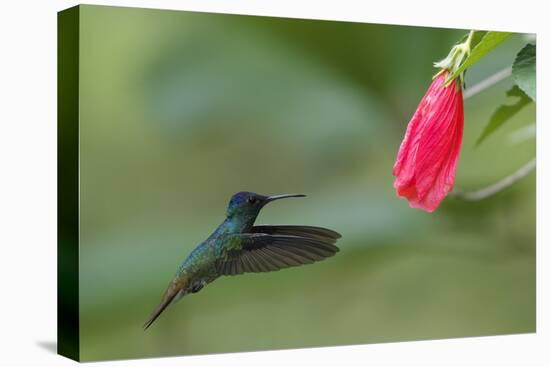 Golden-tailed Sapphire (Chrysuronia oenone) hummingbird in flight, Manu National Park-G&M Therin-Weise-Premier Image Canvas
