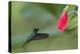 Golden-tailed Sapphire (Chrysuronia oenone) hummingbird in flight, Manu National Park-G&M Therin-Weise-Premier Image Canvas