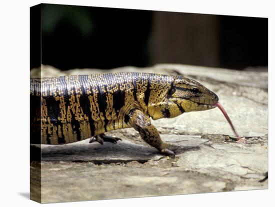 Golden Tegu Lizard, Asa Wright Wildlife Sanctuary, Trinidad, Caribbean-Greg Johnston-Premier Image Canvas