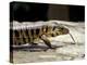 Golden Tegu Lizard, Asa Wright Wildlife Sanctuary, Trinidad, Caribbean-Greg Johnston-Premier Image Canvas