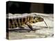 Golden Tegu Lizard, Asa Wright Wildlife Sanctuary, Trinidad, Caribbean-Greg Johnston-Premier Image Canvas
