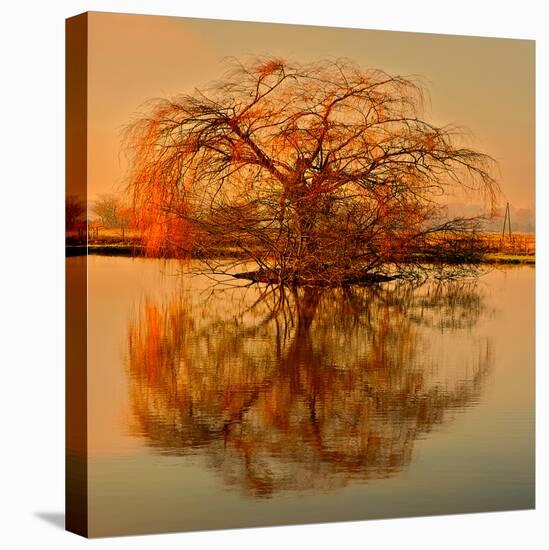 Golden Tree-Philippe Sainte-Laudy-Premier Image Canvas