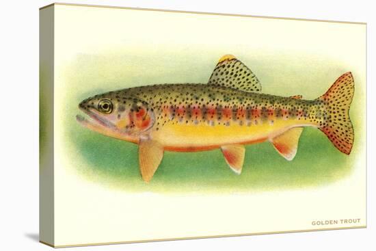 Golden Trout-null-Stretched Canvas