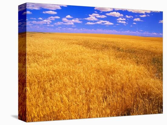 Golden Wheat Field under Blue Sky-Darrell Gulin-Premier Image Canvas