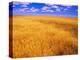 Golden Wheat Field under Blue Sky-Darrell Gulin-Premier Image Canvas