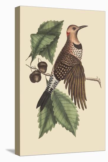 Golden Winged Woodpecker-Mark Catesby-Stretched Canvas