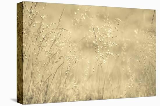 Golden Wispers-Adrian Campfield-Premier Image Canvas