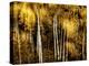 Golden-Ursula Abresch-Premier Image Canvas