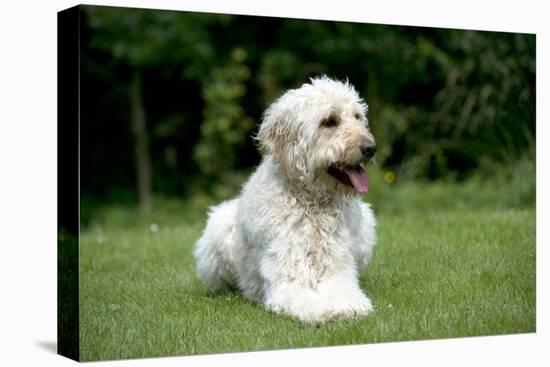 Goldendoodle Laying in Garden-null-Premier Image Canvas