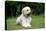 Goldendoodle Laying in Garden-null-Premier Image Canvas