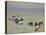 Goldeneye and Tufted Duck-Archibald Thorburn-Premier Image Canvas
