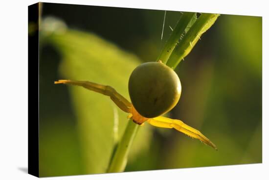 Goldenrod Crab Spider, Yellow, Female-Harald Kroiss-Premier Image Canvas