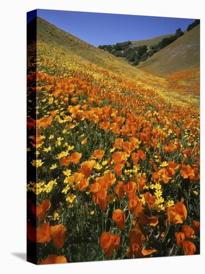 Goldfields and California Poppies, Tehachapi Mountains, California, USA-Charles Gurche-Premier Image Canvas