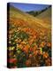 Goldfields and California Poppies, Tehachapi Mountains, California, USA-Charles Gurche-Premier Image Canvas