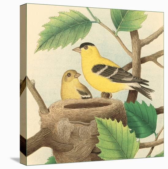 Goldfinch and Warbler A-John Gould-Stretched Canvas