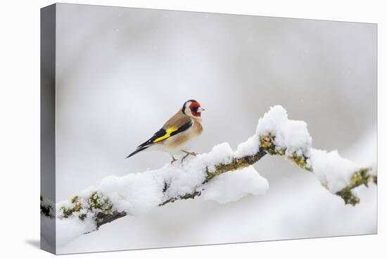 Goldfinch (Carduelis Carduelis) Perched on a Snow Covered Branch, Perthshire, Scotland, UK, April-Fergus Gill-Premier Image Canvas