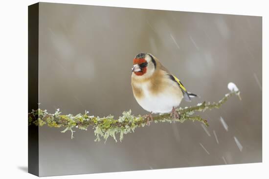 Goldfinch (Carduelis Carduelis) Perched on Branch in Snow, Scotland, UK, December-Mark Hamblin-Premier Image Canvas