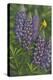 Goldfinch Lupine-Jeffrey Hoff-Premier Image Canvas