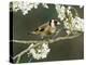 Goldfinch Perched Amongst Blackthorn Blossom, Hertfordshire, England, UK-Andy Sands-Premier Image Canvas