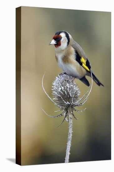 Goldfinch perched on frost covered Teasel , Hertfordshire, England, UK-Andy Sands-Premier Image Canvas