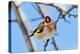 Goldfinch perched on twig in garden hedge, Scotland-Laurie Campbell-Premier Image Canvas