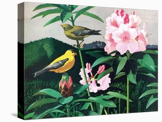 Goldfinch-Fred Ludekens-Premier Image Canvas